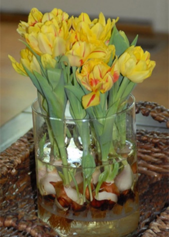 Как выращивать тюльпаны в домашних условиях в вазе?