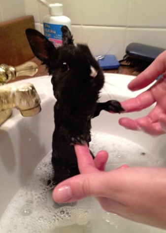 Как отмыть кролику лапы