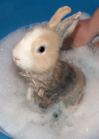 Как отмыть кролику лапы
