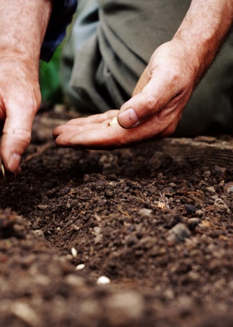 Как вырастить рассаду гейхеры из семян