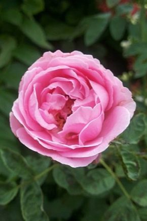 Дамасская роза: описание и выращивание