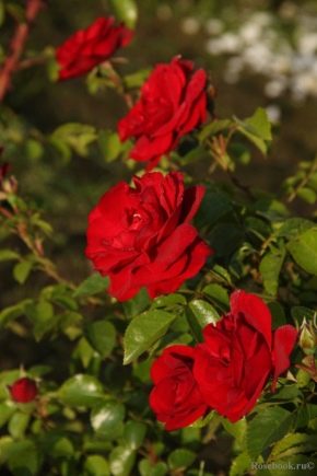 Характеристика роз сорта «Амадеус» и правила их выращивания