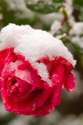 Как подготовить плетистую розу к зиме?