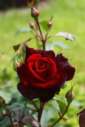 Размножение роз: способы и секреты