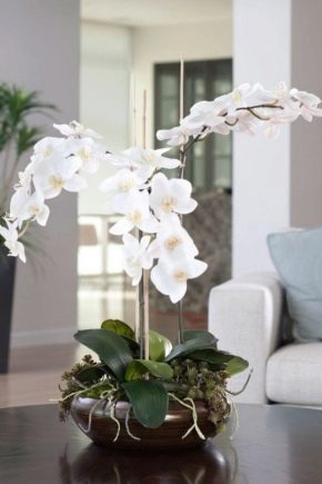 белые орхидеи: виды и уход в домашних условиях