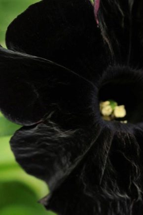 Черные петунии: разновидности и уход