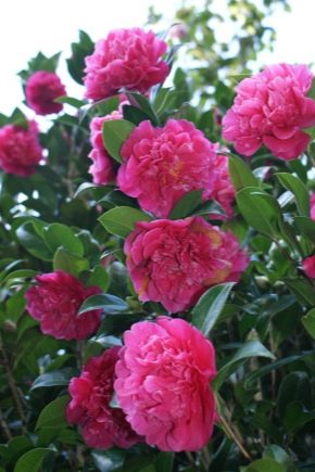 Camellia japonica: domácí péče, foto