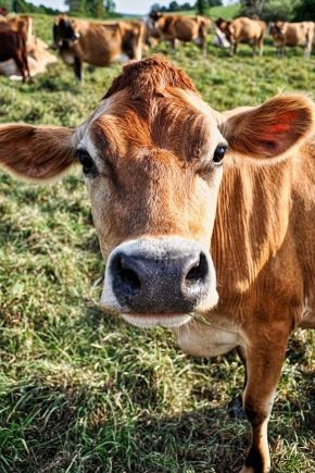Список оригинальных и забавных кличек коров