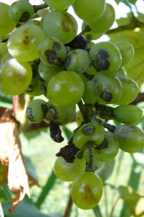 Что такое антракноз винограда и чем лечить болезнь?