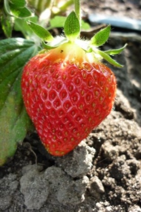 Почему у клубники мелкие ягоды и чем ее подкормить?
