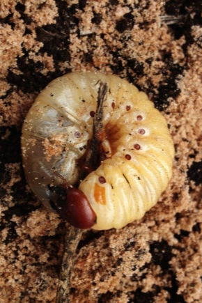 В чем отличия между личинками майского жука и личинками медведки?