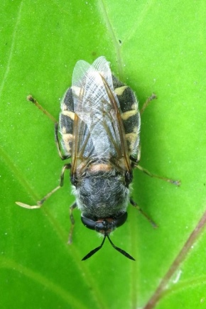 Как выглядит капустная муха и как с ней бороться?