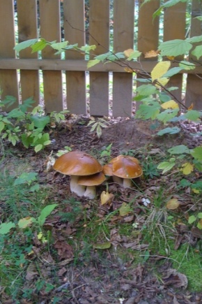 Как вырастить грибы на садовом участке?