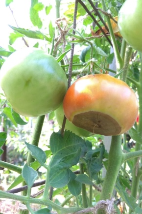 Какой бывает гниль на помидорах и как ее лечить?