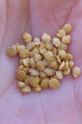 Как подготовить семена баклажанов к посеву?