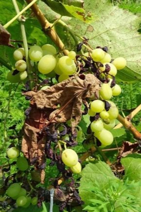 Милдью и оидиум на винограде: причины и меры борьбы