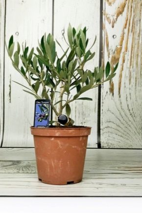 Выращивание оливкового дерева в домашних условиях