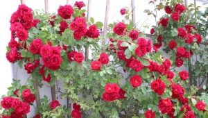 Описание и выращивание роз «Фламентанц»