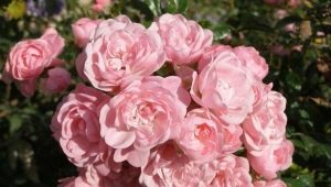 Почвопокровная роза «Фейри»: описание и выращивание