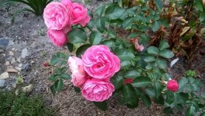 Роза «Лавиния»: описание, выращивание и использование в садовом дизайне