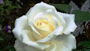 Роза «Маруся»: описание и советы по уходу 