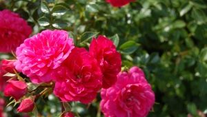 Розы Кордеса: особенности, виды и выращивание 