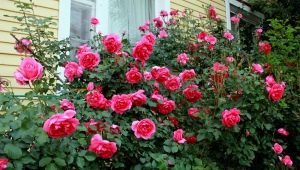 Сорта роз: описание и советы по выбору 