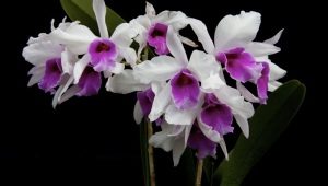 Белый налет на орхидеях: что это такое и чем лечить?