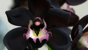 Черная орхидея: описание, виды и выращивание