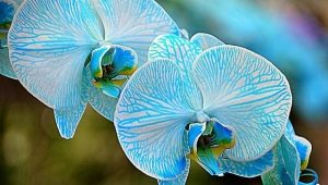 Голубые и синие орхидеи: особенности и уход