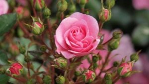 Маленькие розы: сорта и правила ухода