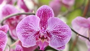 Орхидея «Сого»: описание, особенности цветения и уход