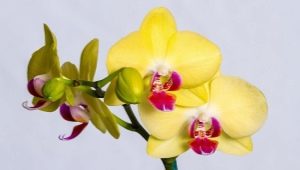 Вредители орхидей и борьба с ними