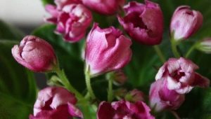 Фиалка «Волшебный тюльпан»: описание сорта и советы по уходу