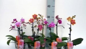 Мини-орхидеи: особенности и советы по уходу