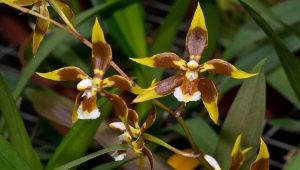 Орхидея одонтоглоссум: описание и уход в домашних условиях