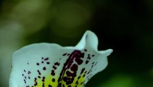 Венерин башмачок: описание, внешний вид и уход