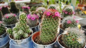 Виды кактусов: классификация и популярные сорта