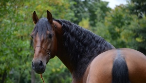 Андалузская лошадь: как она выглядит и как за ней правильно ухаживать?