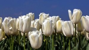 Белые тюльпаны: описание, сорта и выращивание
