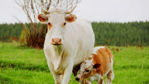 Беременность у коров: как определить, сколько длится и как протекает? 