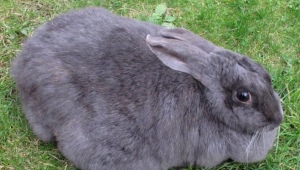 Беременность у кроликов: симптомы, сроки и уход