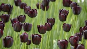 Черные тюльпаны: описание, сорта и выращивание