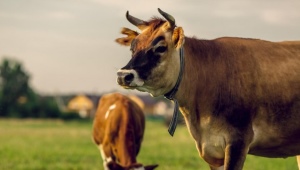 Джерсейская порода коров: характеристика, особенности ухода и разведения