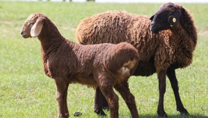 Гиссарская порода овец: описание, уход и размножение 