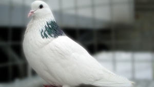 Гривуны: особенности и стандарты породы голубей