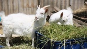 Как и чем правильно кормить козу?