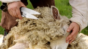 Как правильно и чем стричь овец? 