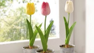 Как вырастить тюльпаны дома в горшке?