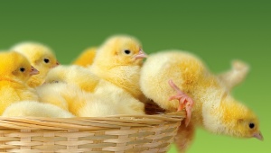 Как вывести цыплят в инкубаторе: подготовка, процесс, уход